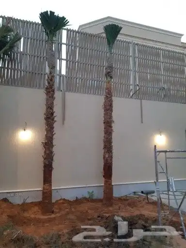 نخل للبيع بجميع انوعه ومقساته 1