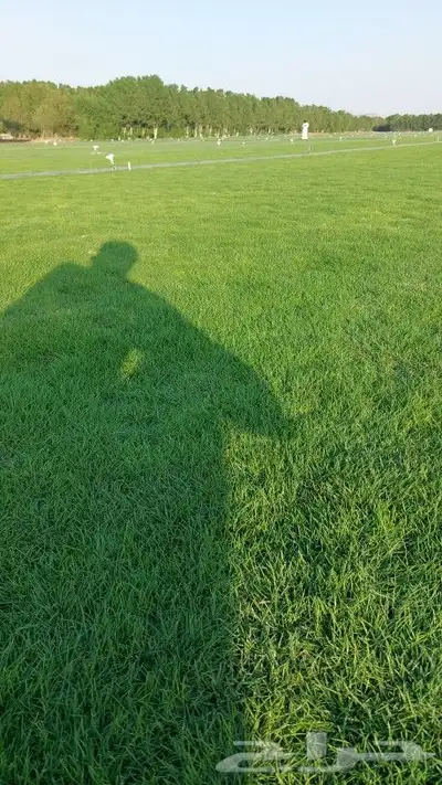 ثيل طبيعي c2000 2