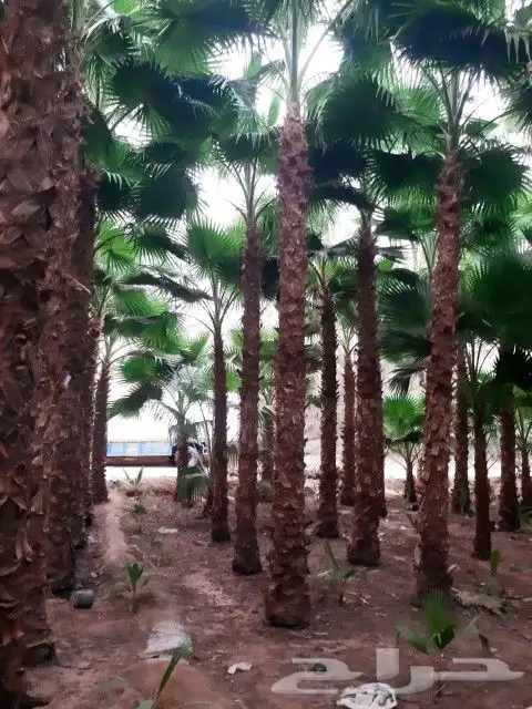 وشنطوني ربست 0