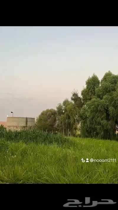 ذبايح طليان و رخال حري نعيمي سواكني تيوس على اعلاف مزرعتنا 6 ذبايح طليان و رخال حري نعيمي سواكني تيوس على اعلاف مزرعتنا 6