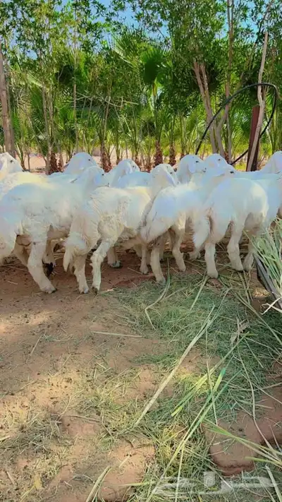 ذبايح طليان و رخال حري نعيمي سواكني تيوس على اعلاف مزرعتنا 33 ذبايح طليان و رخال حري نعيمي سواكني تيوس على اعلاف مزرعتنا 33