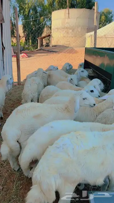 ذبايح طليان و رخال حري نعيمي سواكني تيوس على اعلاف مزرعتنا 4 ذبايح طليان و رخال حري نعيمي سواكني تيوس على اعلاف مزرعتنا 4