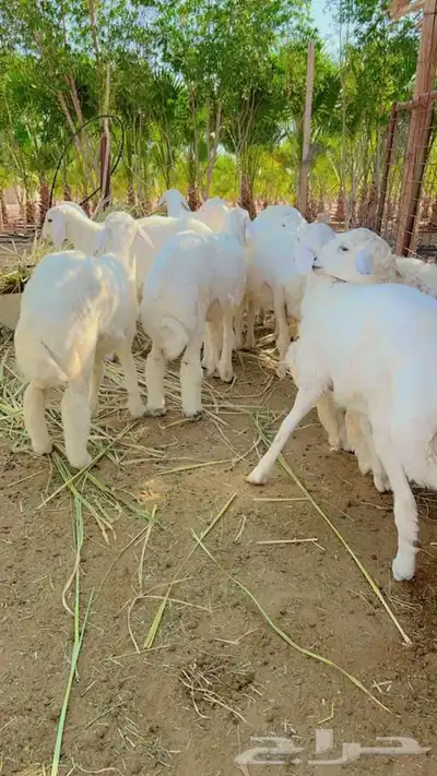 ذبايح طليان و رخال حري نعيمي سواكني تيوس على اعلاف مزرعتنا 36 ذبايح طليان و رخال حري نعيمي سواكني تيوس على اعلاف مزرعتنا 36