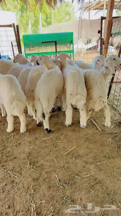 ذبايح طليان و رخال حري نعيمي سواكني تيوس على اعلاف مزرعتنا 26 ذبايح طليان و رخال حري نعيمي سواكني تيوس على اعلاف مزرعتنا 26