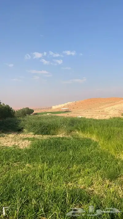 ذبايح طليان و رخال حري نعيمي سواكني تيوس على اعلاف مزرعتنا 15 ذبايح طليان و رخال حري نعيمي سواكني تيوس على اعلاف مزرعتنا 15