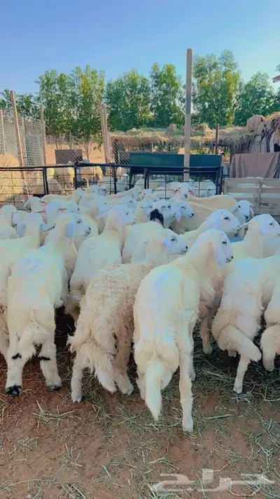 ذبايح طليان و رخال حري نعيمي سواكني تيوس على اعلاف مزرعتنا 2 ذبايح طليان و رخال حري نعيمي سواكني تيوس على اعلاف مزرعتنا 2