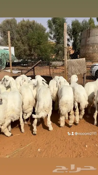 ذبايح طليان و رخال حري نعيمي سواكني تيوس على اعلاف مزرعتنا 7 ذبايح طليان و رخال حري نعيمي سواكني تيوس على اعلاف مزرعتنا 7