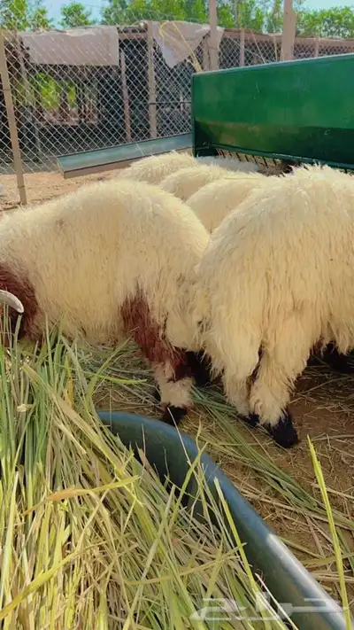 ذبايح طليان و رخال حري نعيمي سواكني تيوس على اعلاف مزرعتنا 31 ذبايح طليان و رخال حري نعيمي سواكني تيوس على اعلاف مزرعتنا 31