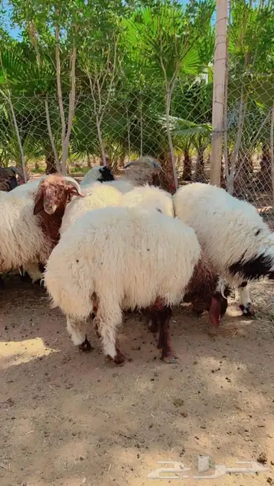 ذبايح طليان و رخال حري نعيمي سواكني تيوس على اعلاف مزرعتنا 40 ذبايح طليان و رخال حري نعيمي سواكني تيوس على اعلاف مزرعتنا 40