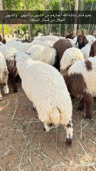 ذبايح طليان و رخال حري نعيمي سواكني تيوس على اعلاف مزرعتنا 46 ذبايح طليان و رخال حري نعيمي سواكني تيوس على اعلاف مزرعتنا 46
