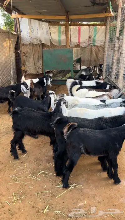 ذبايح طليان و رخال حري نعيمي سواكني تيوس على اعلاف مزرعتنا 23 ذبايح طليان و رخال حري نعيمي سواكني تيوس على اعلاف مزرعتنا 23