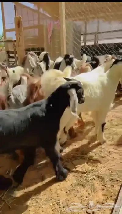 ذبايح طليان و رخال حري نعيمي سواكني تيوس على اعلاف مزرعتنا 22 ذبايح طليان و رخال حري نعيمي سواكني تيوس على اعلاف مزرعتنا 22