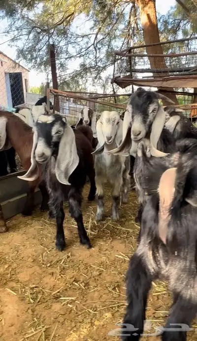 ذبايح طليان و رخال حري نعيمي سواكني تيوس على اعلاف مزرعتنا 21 ذبايح طليان و رخال حري نعيمي سواكني تيوس على اعلاف مزرعتنا 21