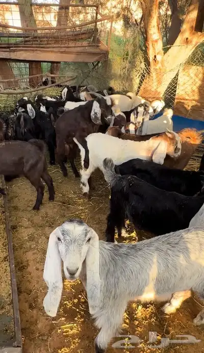 ذبايح طليان و رخال حري نعيمي سواكني تيوس على اعلاف مزرعتنا 20 ذبايح طليان و رخال حري نعيمي سواكني تيوس على اعلاف مزرعتنا 20