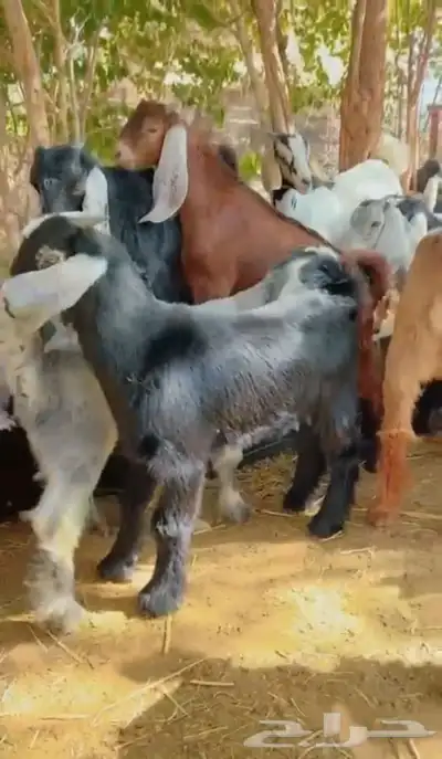 ذبايح طليان و رخال حري نعيمي سواكني تيوس على اعلاف مزرعتنا 24 ذبايح طليان و رخال حري نعيمي سواكني تيوس على اعلاف مزرعتنا 24