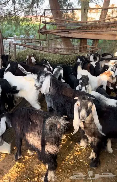 ذبايح طليان و رخال حري نعيمي سواكني تيوس على اعلاف مزرعتنا 18 ذبايح طليان و رخال حري نعيمي سواكني تيوس على اعلاف مزرعتنا 18