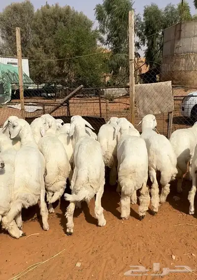 ذبايح طليان و رخال حري نعيمي سواكني تيوس على اعلاف مزرعتنا 8 ذبايح طليان و رخال حري نعيمي سواكني تيوس على اعلاف مزرعتنا 8