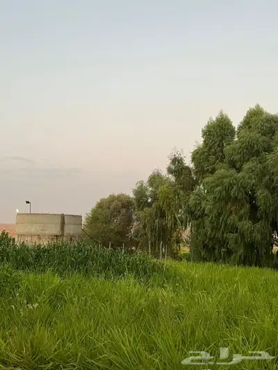 ذبايح طليان و رخال حري نعيمي سواكني تيوس على اعلاف مزرعتنا 13 ذبايح طليان و رخال حري نعيمي سواكني تيوس على اعلاف مزرعتنا 13