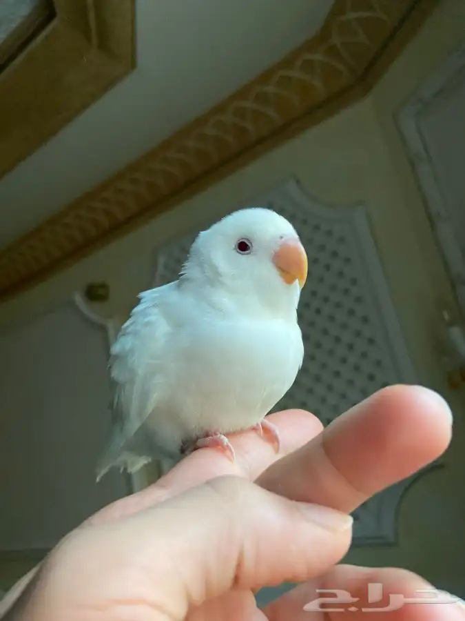 فرخ ببغاء روز اليف وهدد مفطوم 5