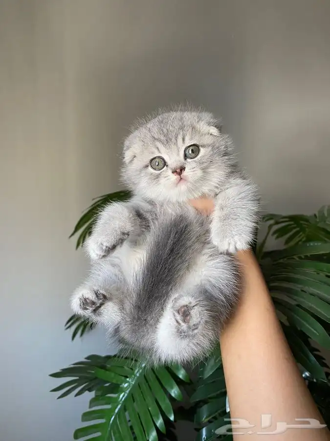 قطط كيتن سكوتش للبيع 1