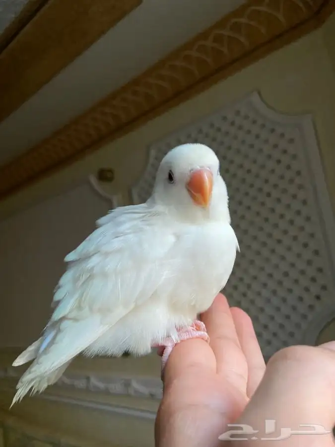 فرخ ببغاء روز اليف وهدد مفطوم 7