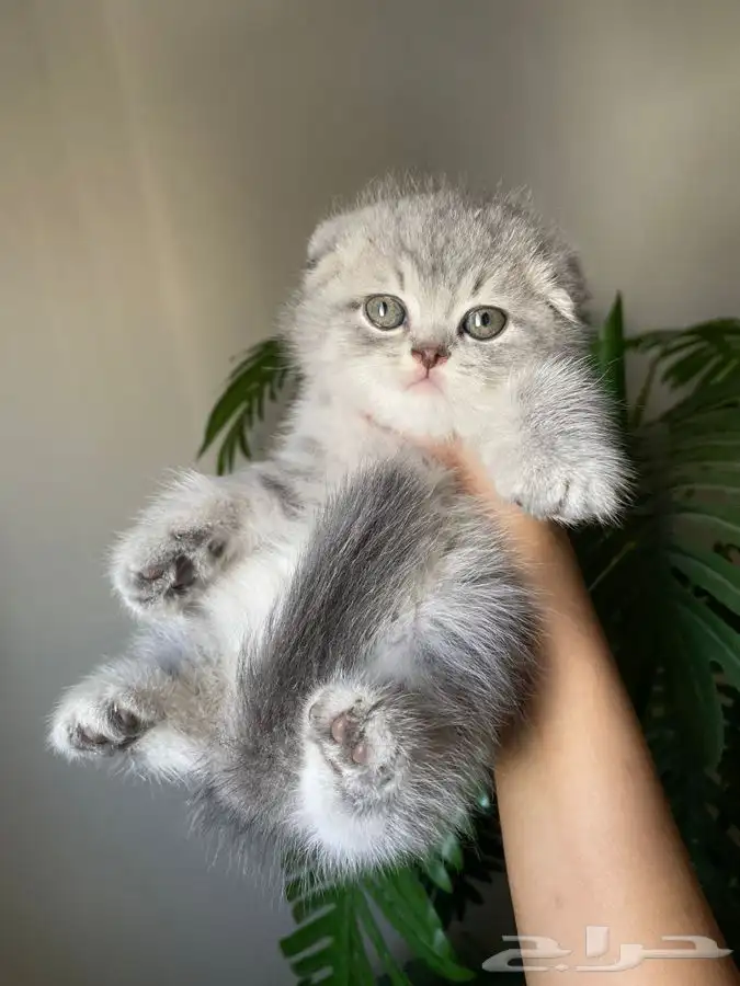 قطط كيتن سكوتش للبيع 0