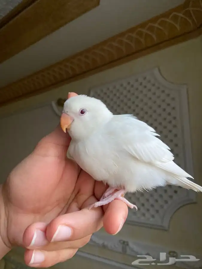 فرخ ببغاء روز اليف وهدد مفطوم 2