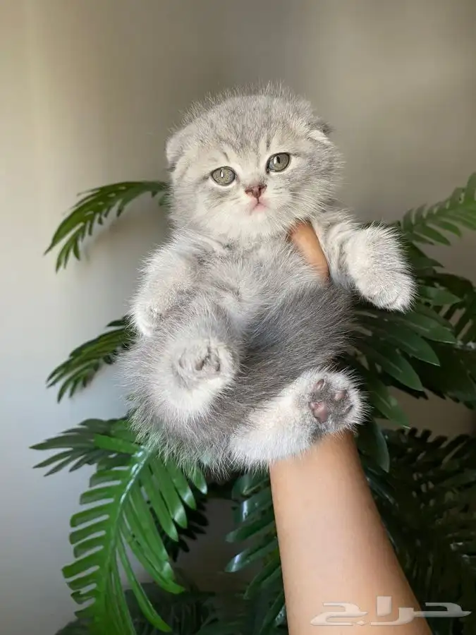 قطط كيتن سكوتش للبيع 2