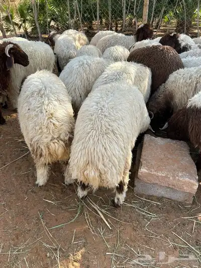ذبايح طليان و رخال حري نعيمي سواكني تيوس على اعلاف مزرعتنا 44 ذبايح طليان و رخال حري نعيمي سواكني تيوس على اعلاف مزرعتنا 44