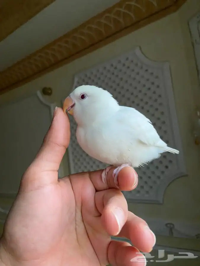 فرخ ببغاء روز اليف وهدد مفطوم 4