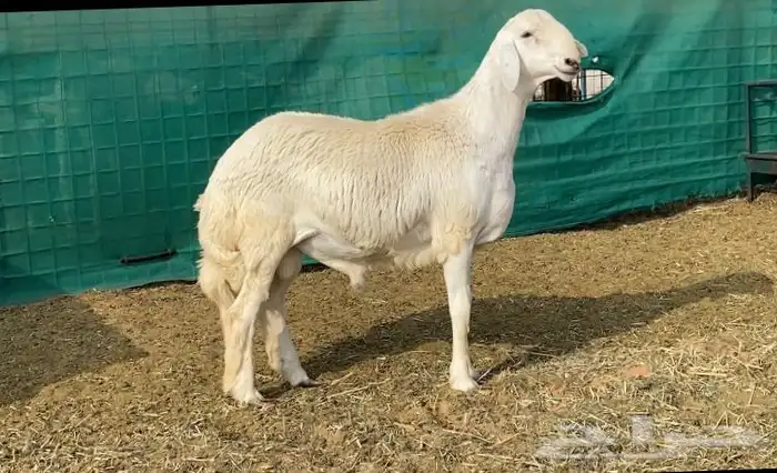 مشروع فحل حري لاهل الصنف - ( تم البيع ) 0