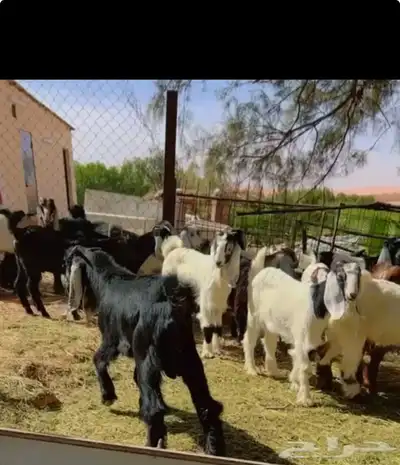 ذبايح طليان و رخال حري نعيمي سواكني تيوس على اعلاف مزرعتنا 19 ذبايح طليان و رخال حري نعيمي سواكني تيوس على اعلاف مزرعتنا 19