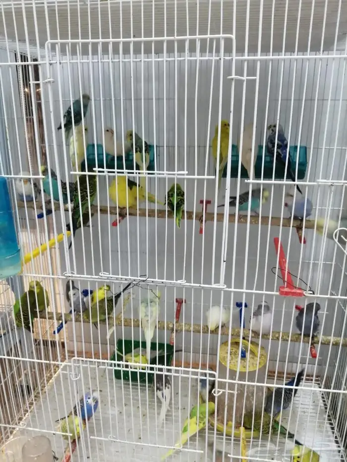 للبيع طيور حب كناري زيبرا بادجي قمري دره روز 31