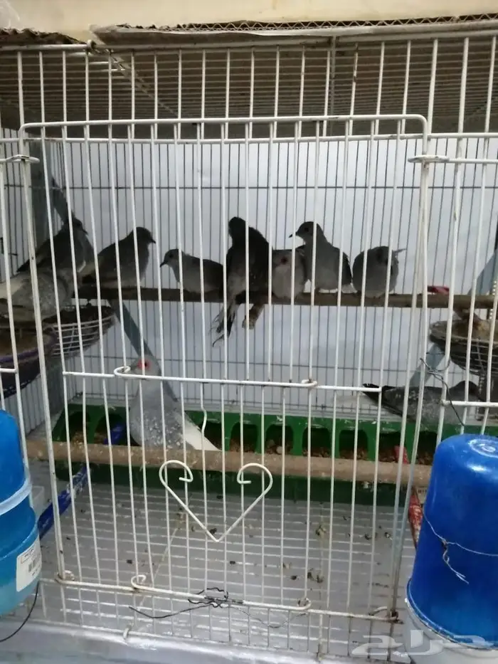للبيع طيور حب كناري زيبرا بادجي قمري دره روز 27