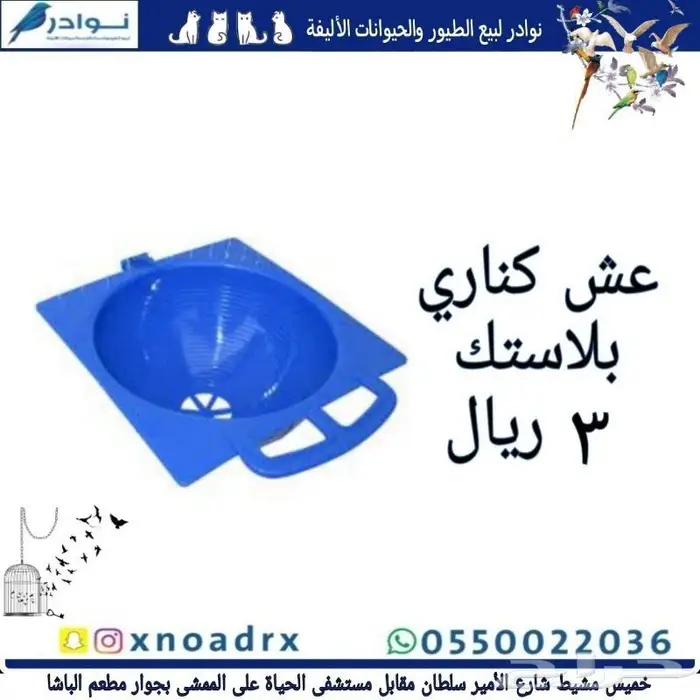 للبيع طيور حب كناري زيبرا بادجي قمري دره روز 77