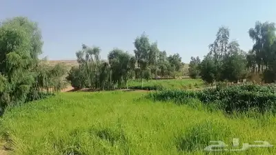 ذبايح طليان و رخال حري نعيمي سواكني تيوس على اعلاف مزرعتنا 9 ذبايح طليان و رخال حري نعيمي سواكني تيوس على اعلاف مزرعتنا 9