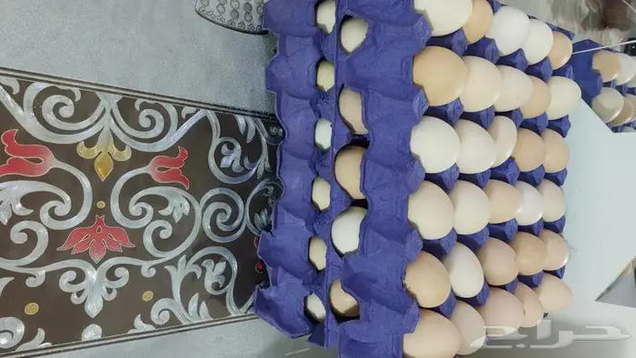 بيض بلدي مخصب للبيع 0