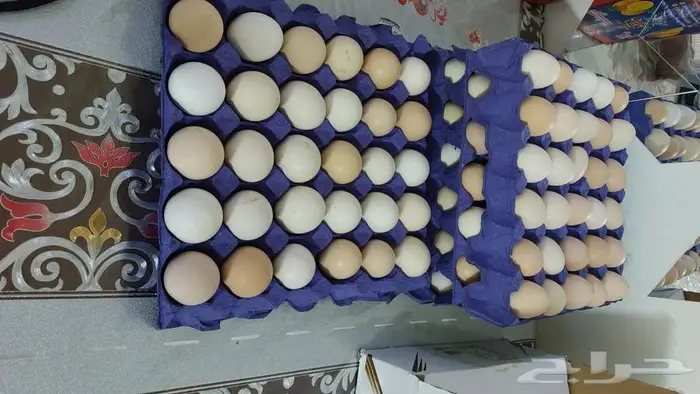 بيض بلدي مخصب للبيع 1