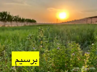 ذبايح طليان و رخال حري نعيمي سواكني تيوس على اعلاف مزرعتنا 17 ذبايح طليان و رخال حري نعيمي سواكني تيوس على اعلاف مزرعتنا 17