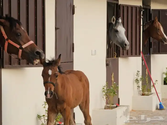 ركوب خيل بالساعة في منتجع خاص 8