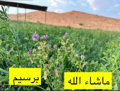 ذبايح طليان و رخال حري نعيمي سواكني تيوس على اعلاف مزرعتنا 16 ذبايح طليان و رخال حري نعيمي سواكني تيوس على اعلاف مزرعتنا 16