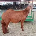 ذبايح الرياض توصيل مجاني تغليف 2 ذبايح الرياض توصيل مجاني تغليف 2