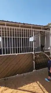 غرفة خيل متنقله جاهزه البيع مستعجل 2