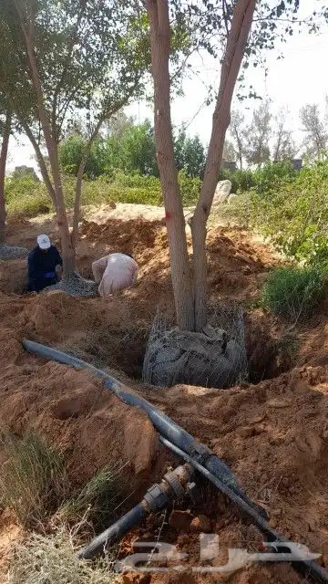 نخيل وشبوك 2
