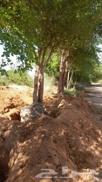 نخيل وشبوك 8