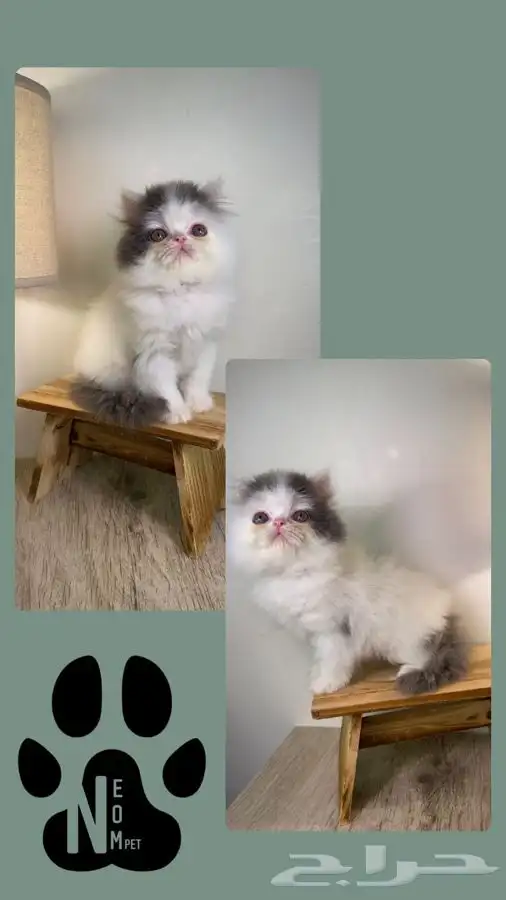 كيتن بيكي فيس سكوتش فولد قطوه قطه بسه شيرازي هملايا للبيع 2