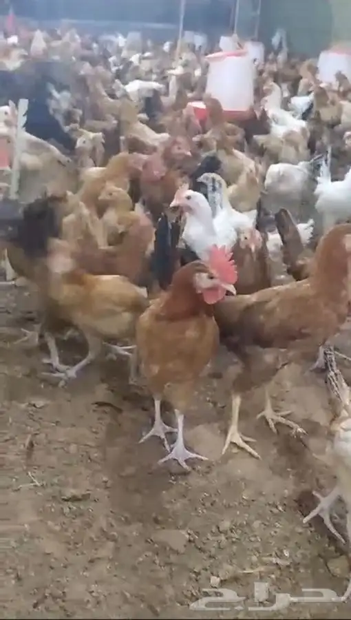 ديوك بلدي دجاج بلدي 1