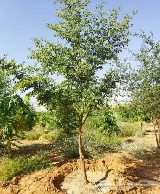 نخيل وشبوك 6