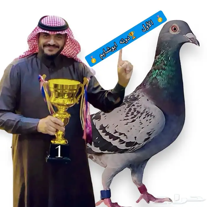 زاجل سباقات جميع المسافات بشهاداة 2