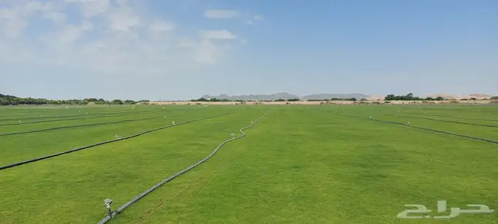 ثيل طبيعي نجيله طبيعي 5